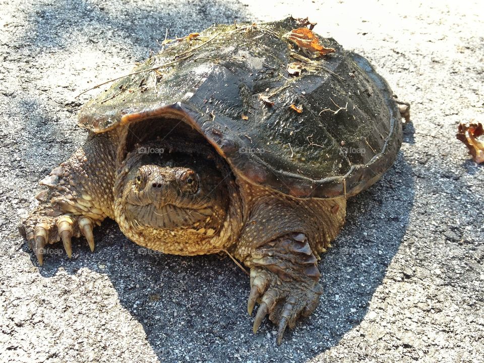 Snapping Turtle