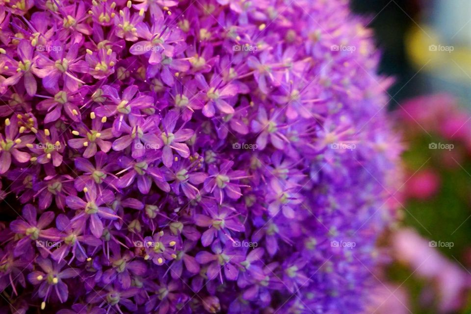 Allium 