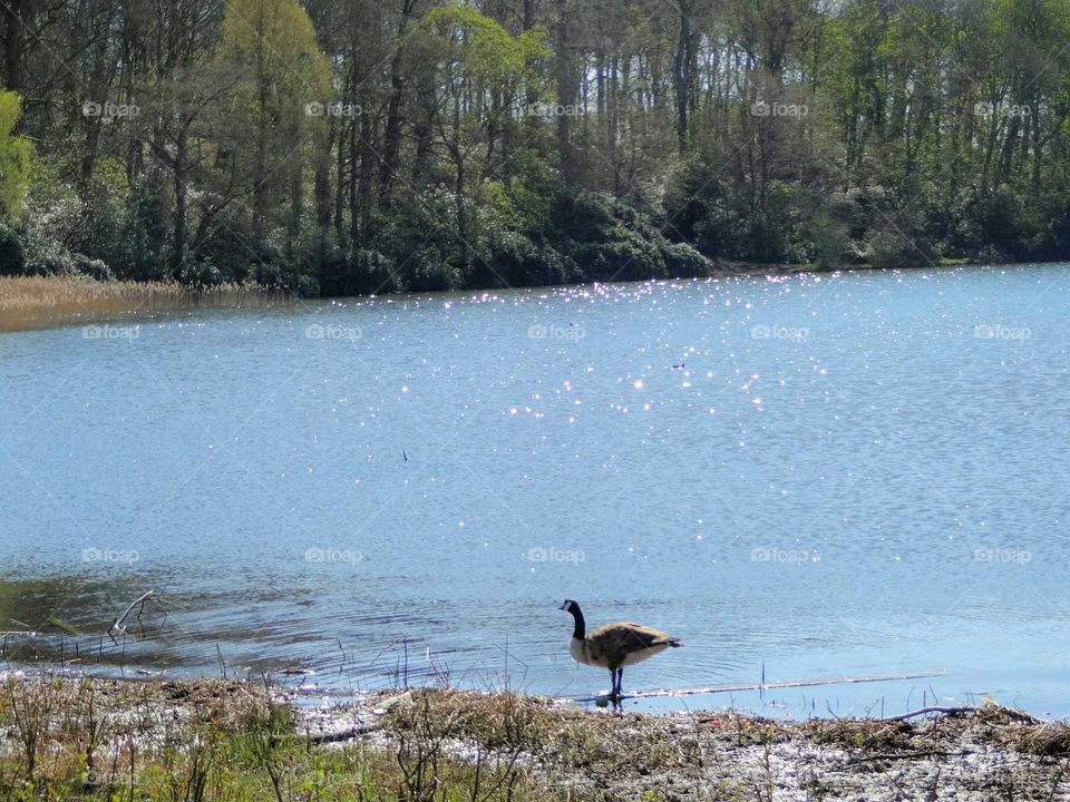 lake with wildlife