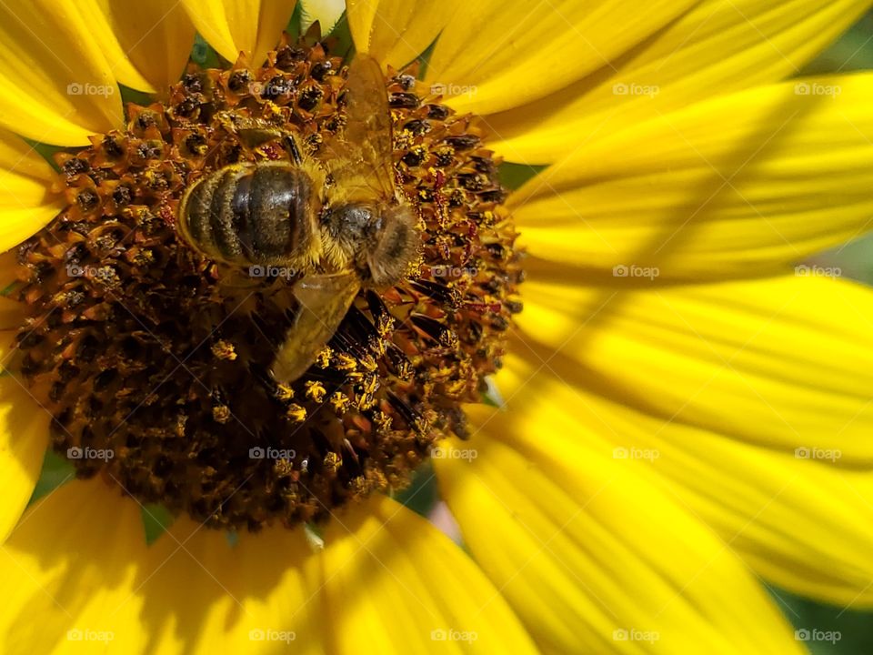 Bee pollinating a yellow sunflower taken in natural sunlight