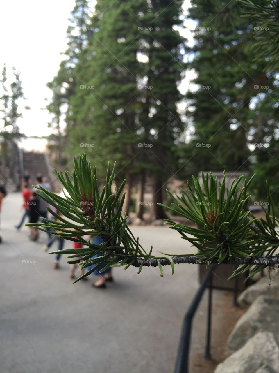 Pine needles 