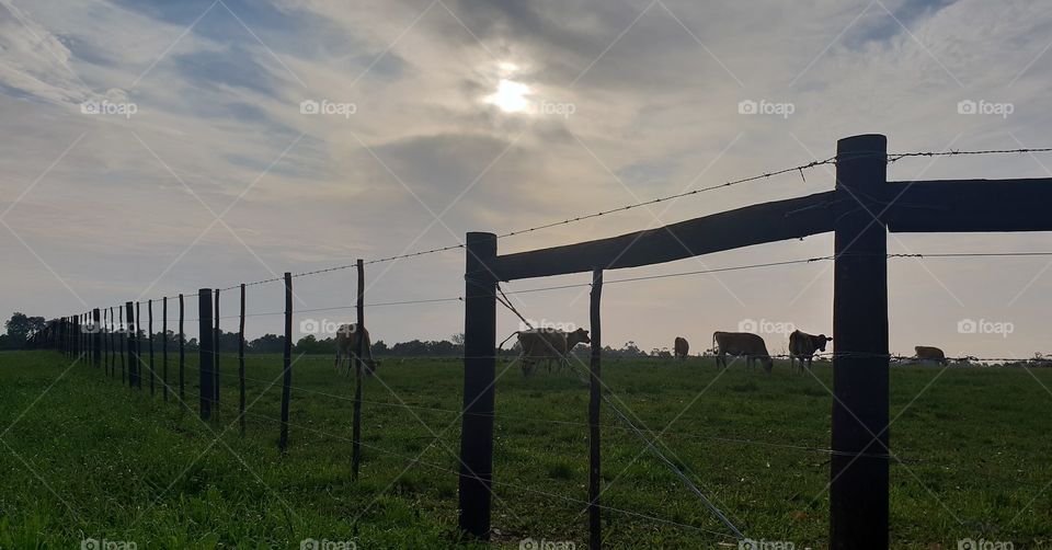 An early morning overcast sky on a farm. the sound of cows mooing and chewing grass. Smell of the fresh earth. Peaceful nature.