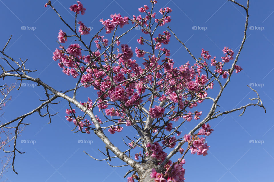 Cherry blossoms.