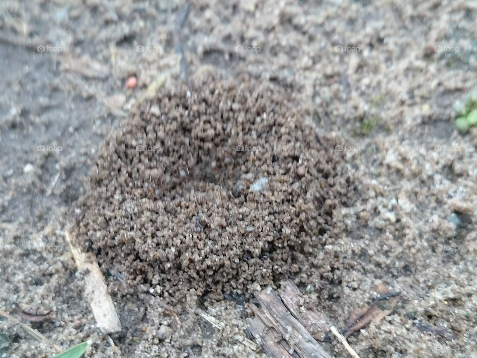 Ant Hill Home
