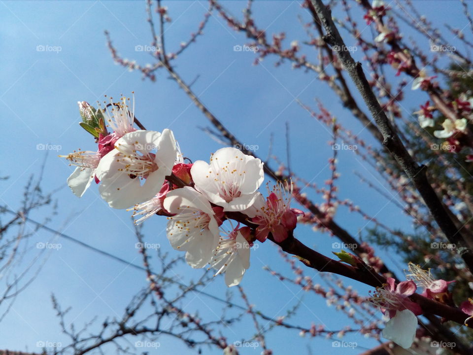 Beautiful apricot blossom