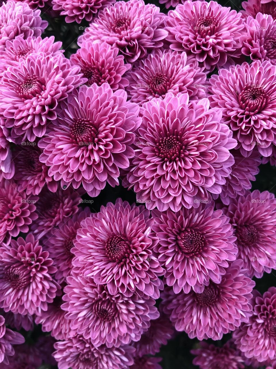 Purple mums