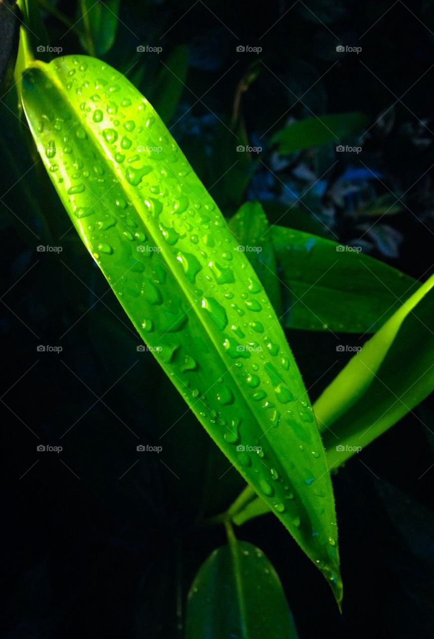 Wet leave in the night