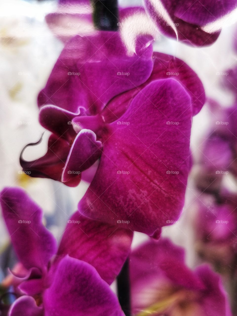 Plant green house Park colors greens