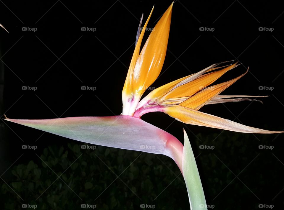 Bird of Paradise beautiful and colorful