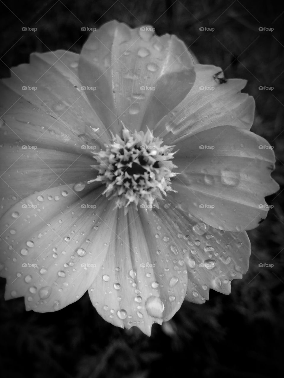 water drop in flower