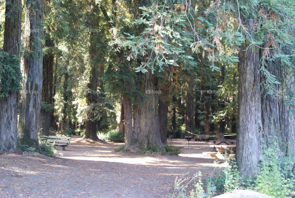 Redwoods in California