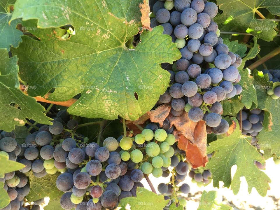 Green and purple grapes