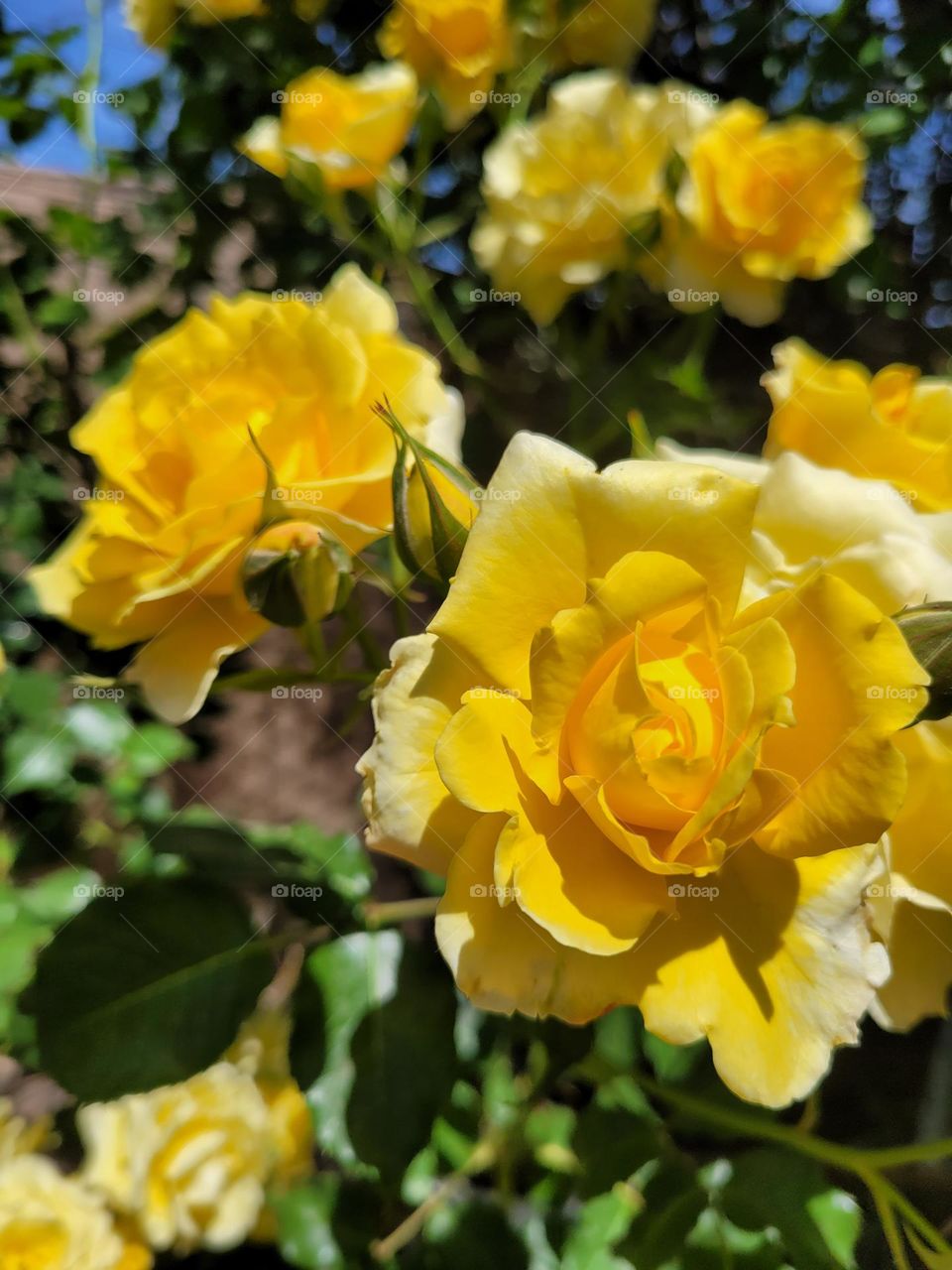 rosas de mi jardín