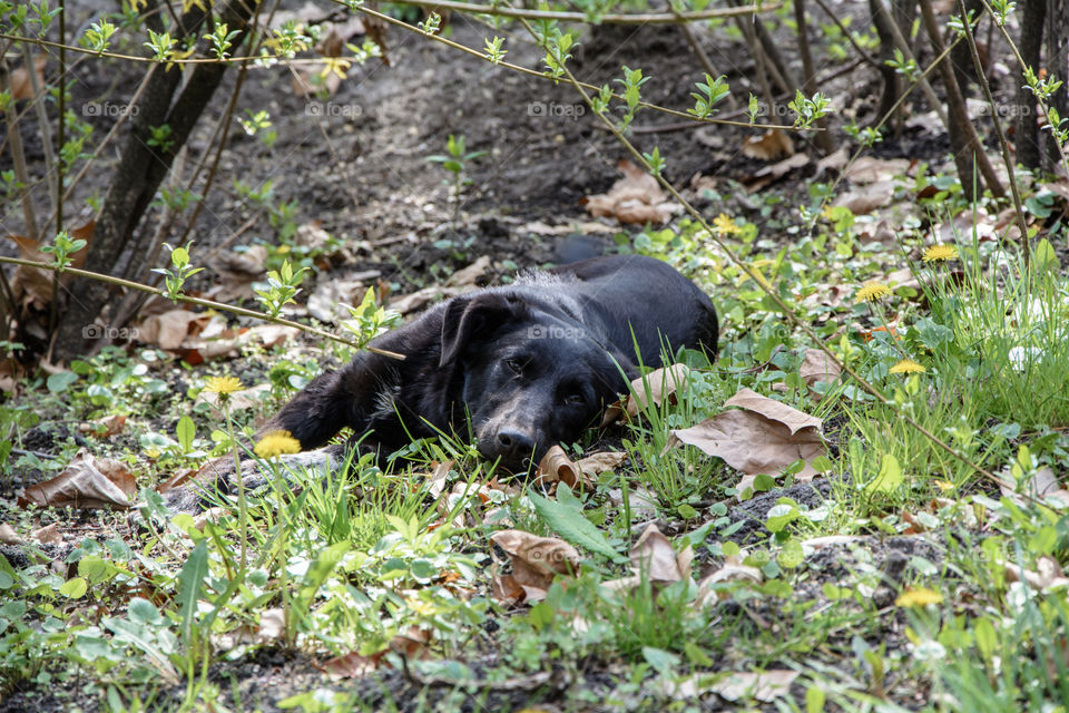 Dog lying in the park