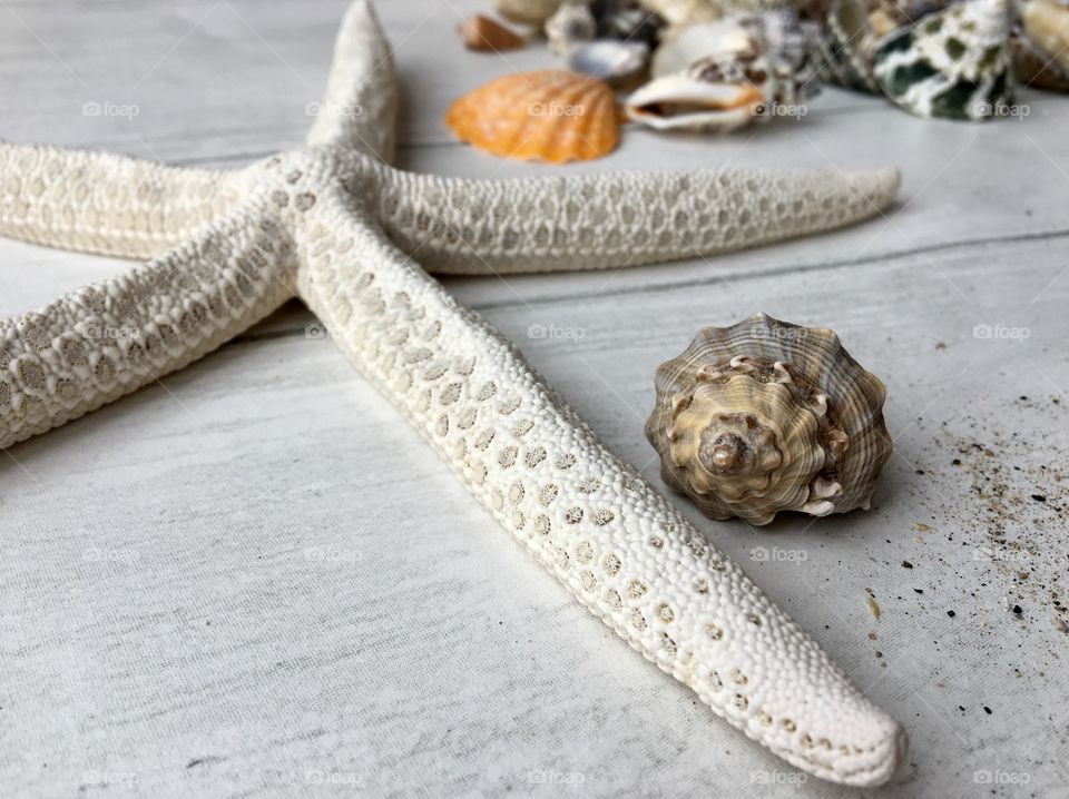 Texture In A Seashell