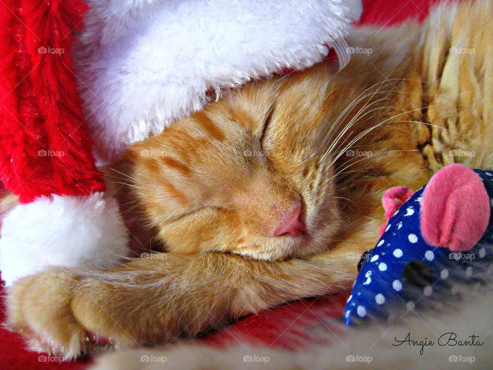 Sleeping Christmas Kitty