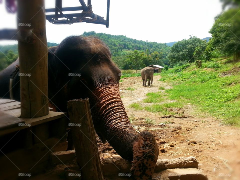 Elephants in Thailand village