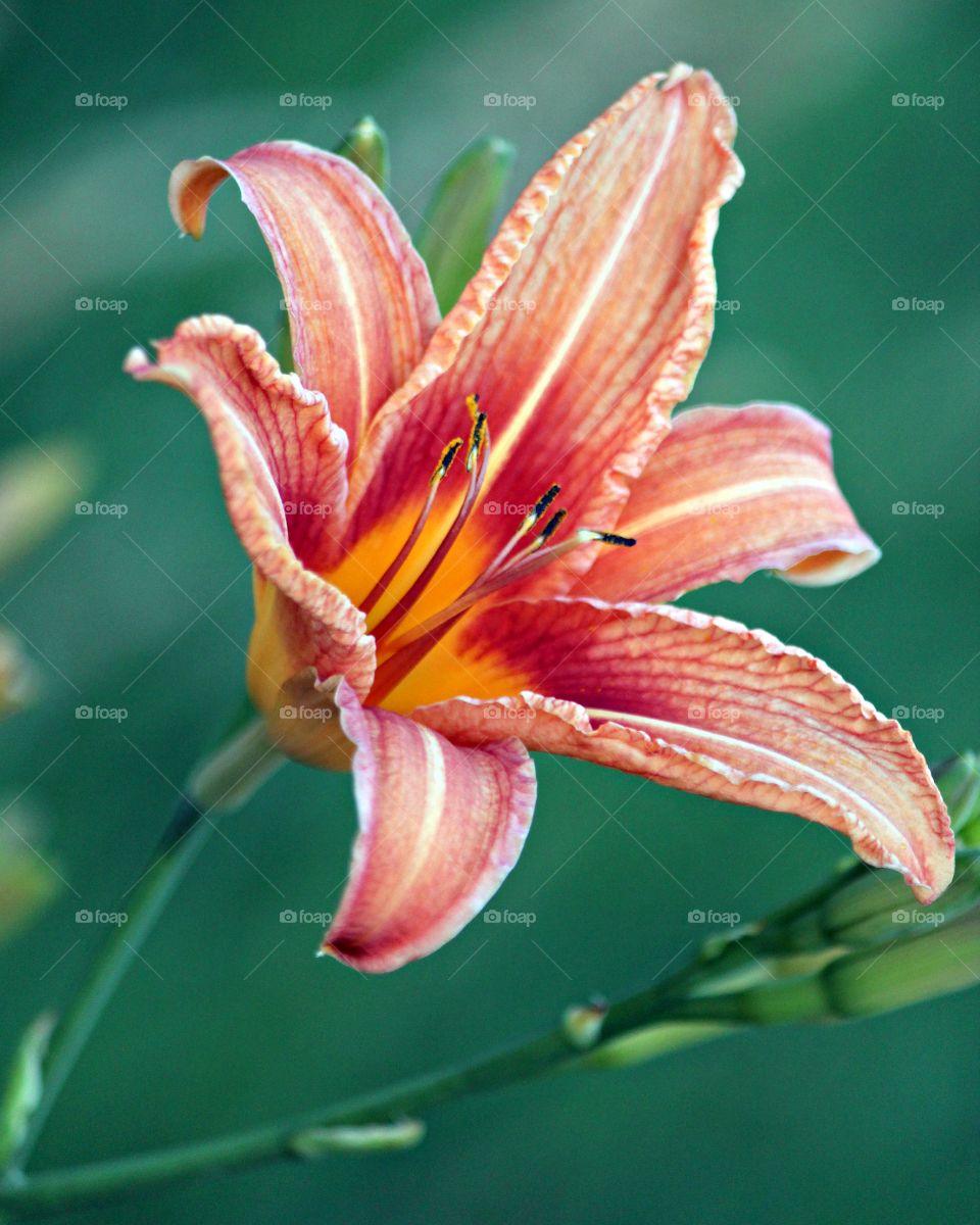 Beautiful tiger lily