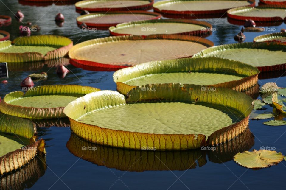 water inspiration lilly pads vitoria regia by Aida