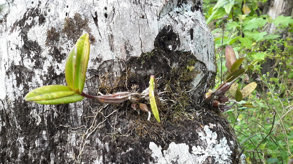 i found an orchid in the coconut tree.