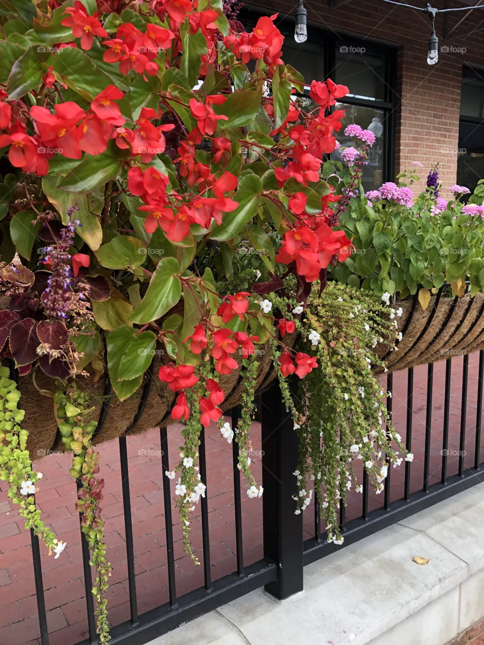 Beautiful flowers in Falls Church Va 
