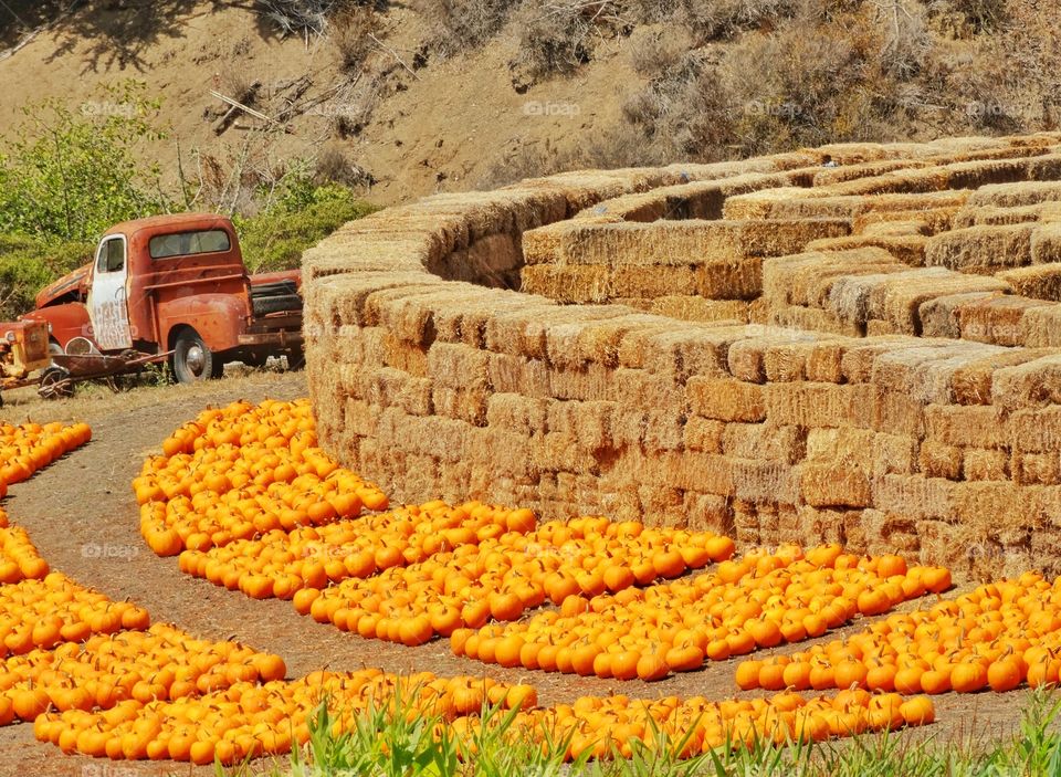 Pumpkin Patch. Autumn Color At A Pumpkin Farm
