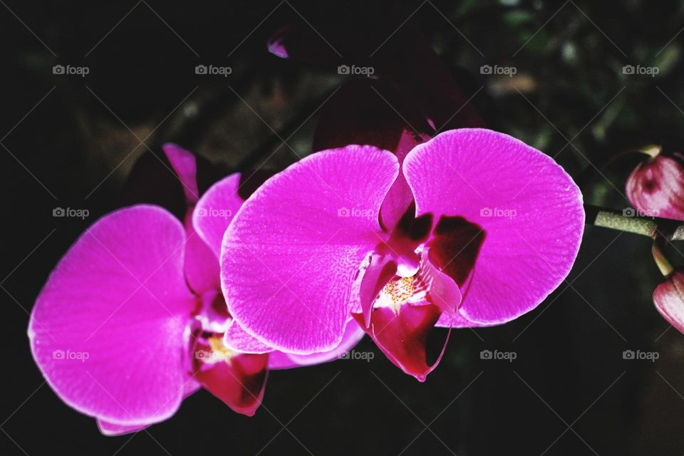 Orchid Flower