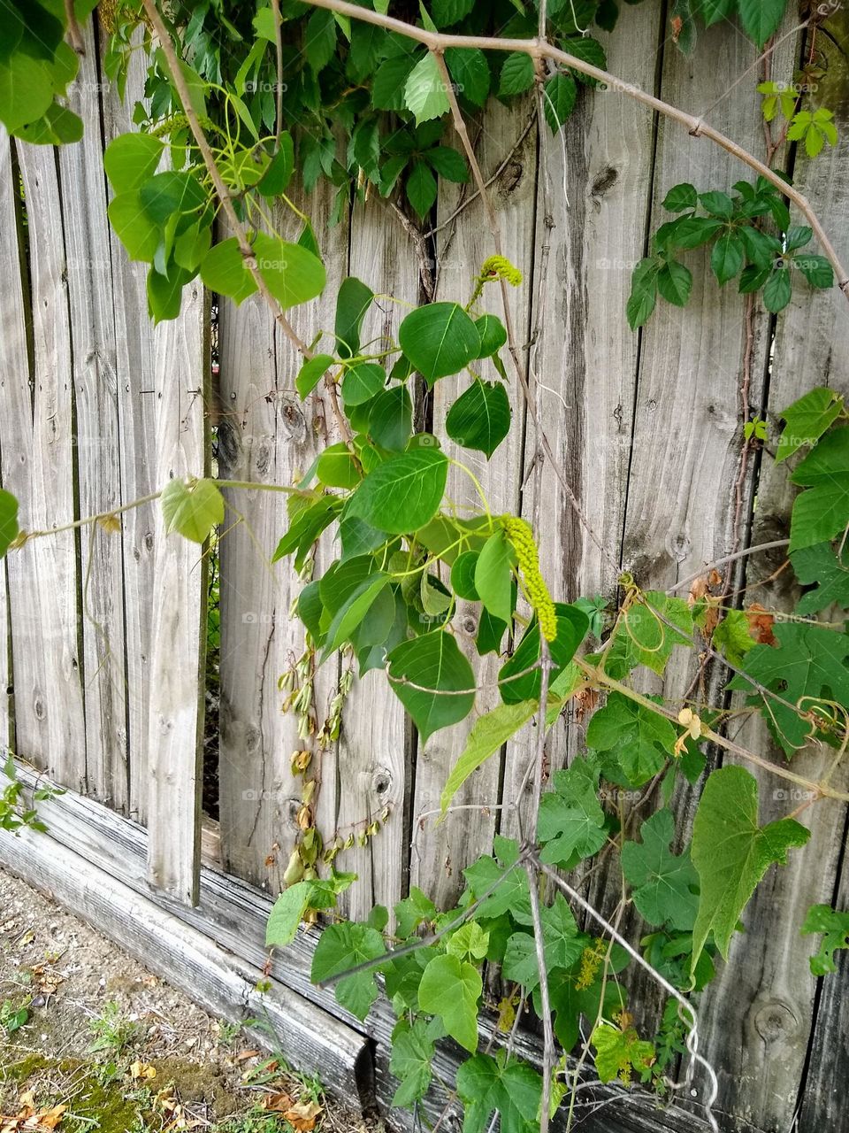 Vined plants growing along a wooden fence.