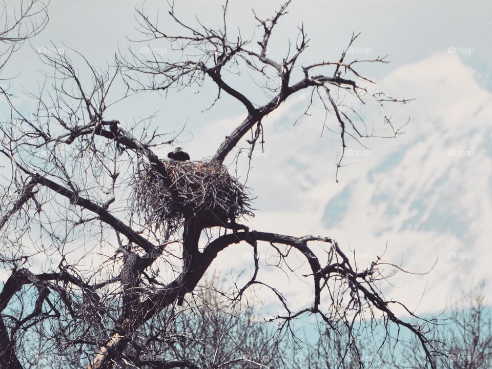 Eagles Nest at Barr Lake 