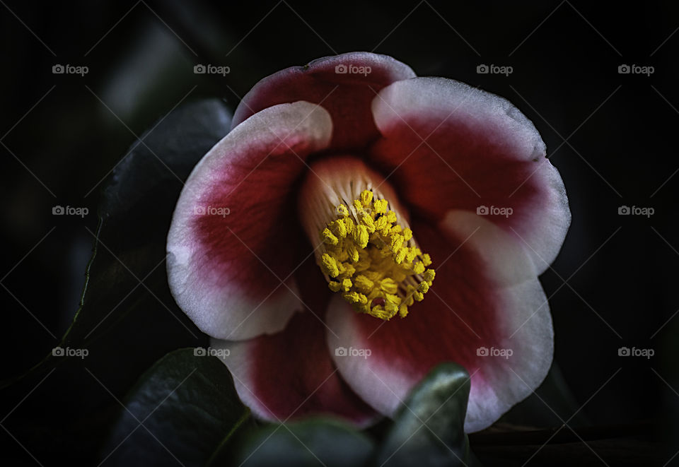 Red and white Camellia macro