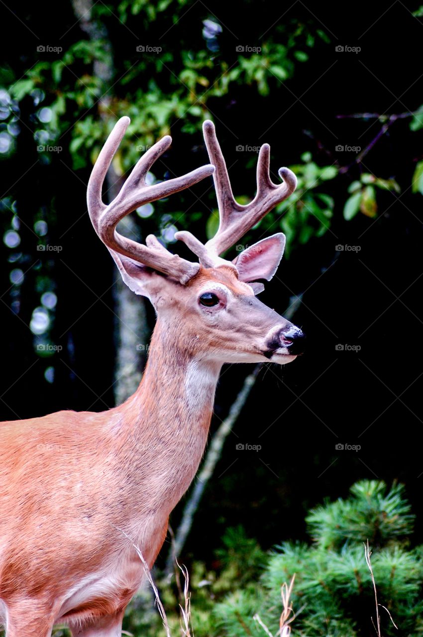 High angle view of deer in forest