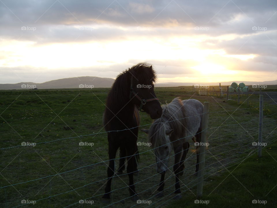 two in the sunset