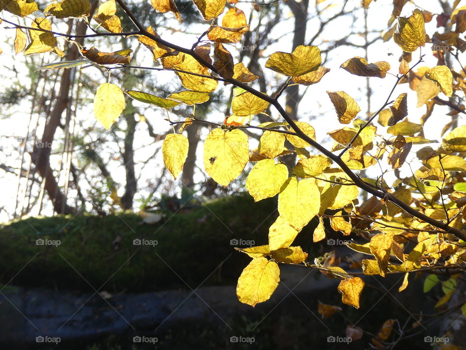 autumn sunshine on yellow leafs