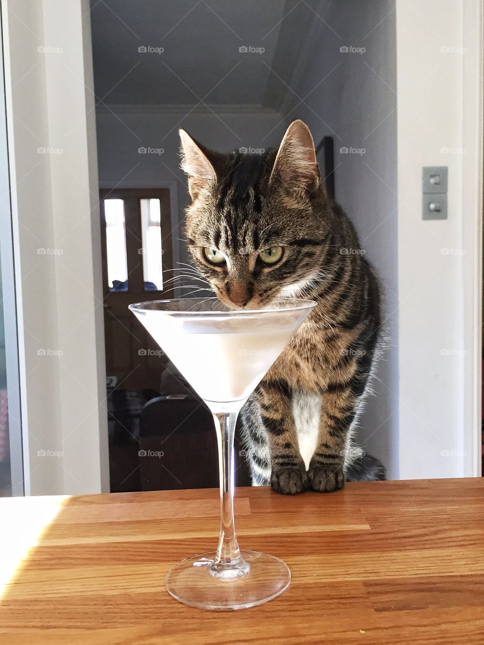 Front view of a cat drinking milk