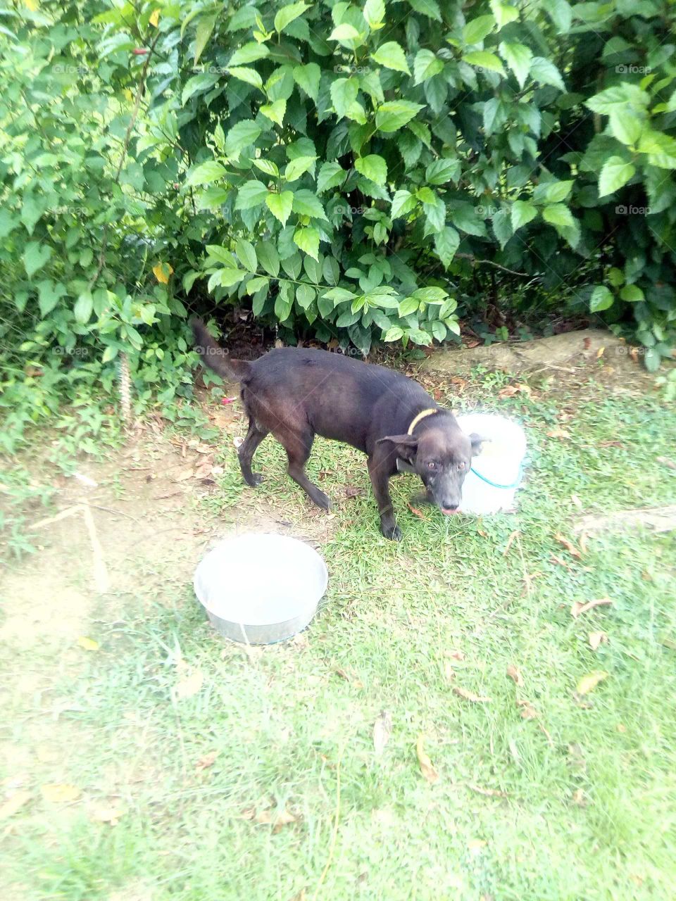 everyone love to have pet some people like  cat but I love dog an this is my best friend my dog is name is blacks