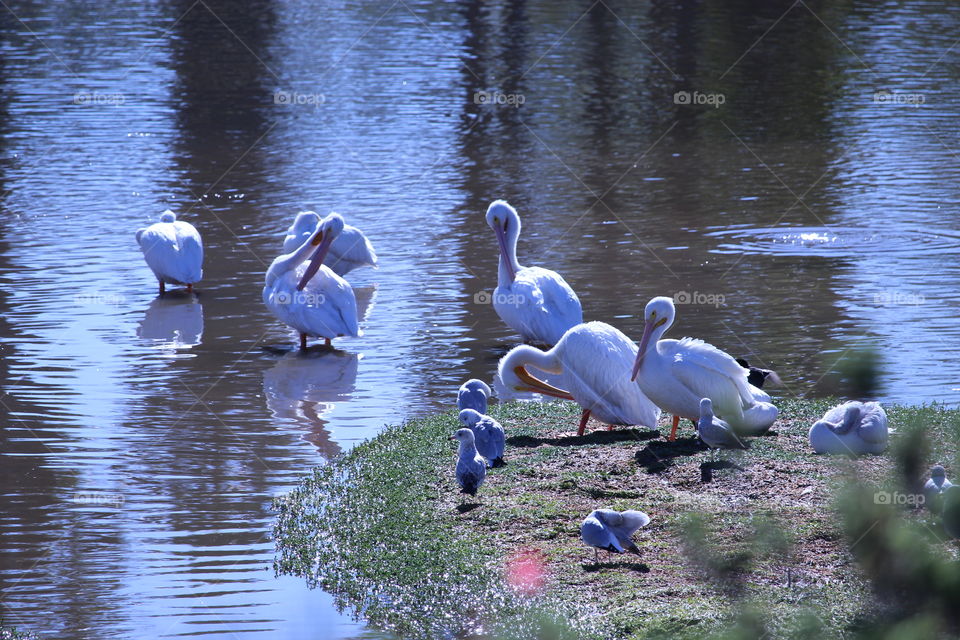 Baby storks