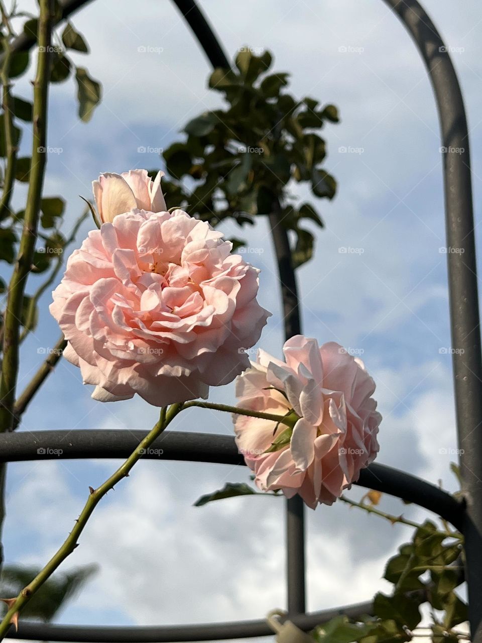 Pink roses in Yuanshan Flower Expo Park