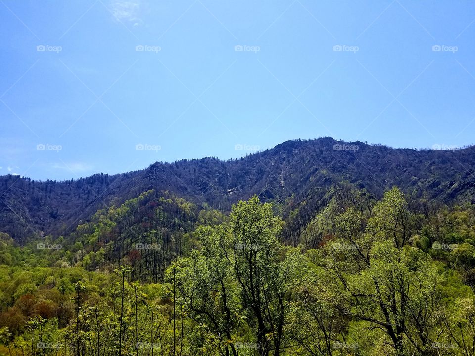 Breathtaking panoramic scenic sweeping views of vibrant blue skies over the rolling mountainside of the Great Smoky Mountain national park / forest, Tennessee.