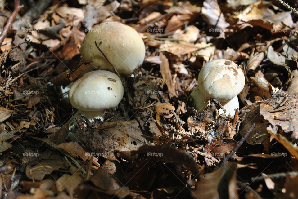 mushrooms in forest