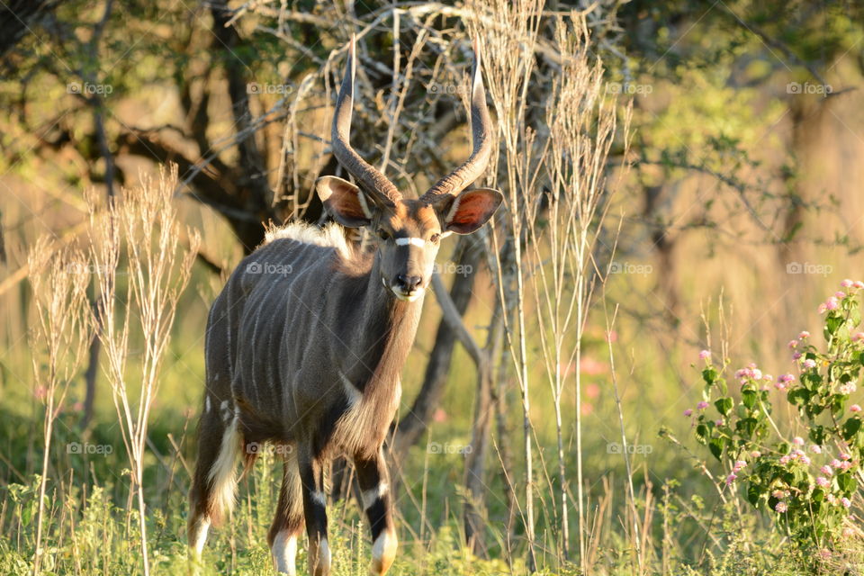 Nyala bull South African bush