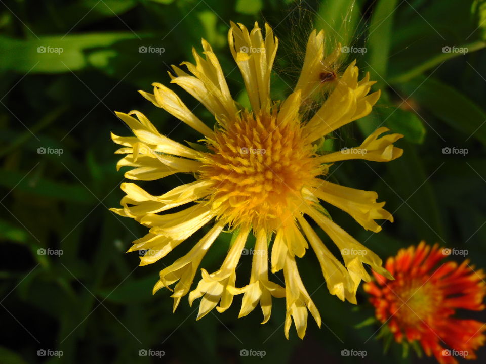 buetiful flower