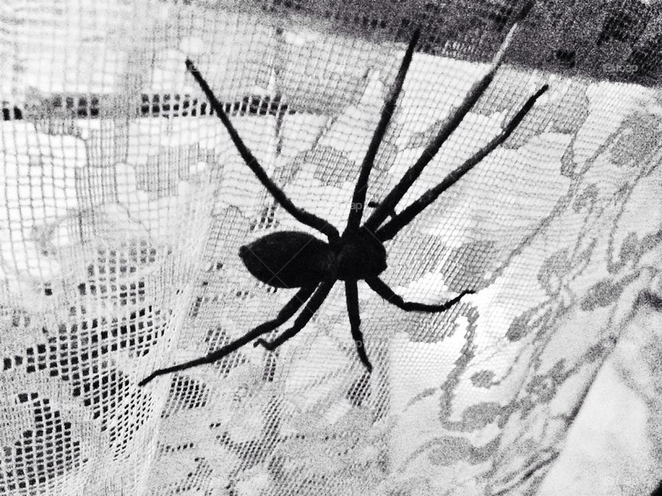 Itsy bitsy spider