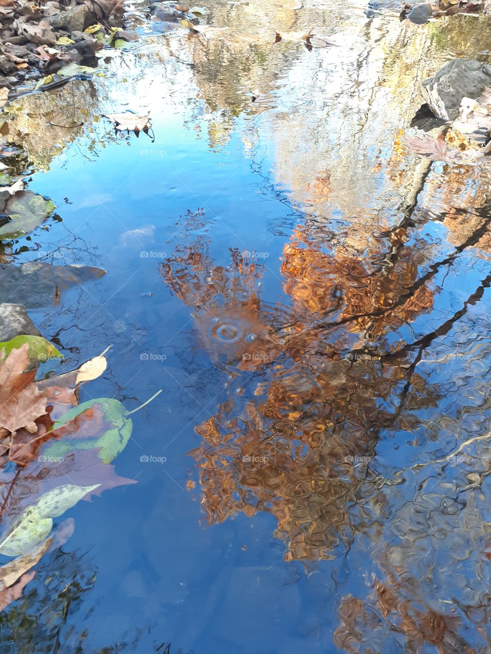 Woodland Reflections