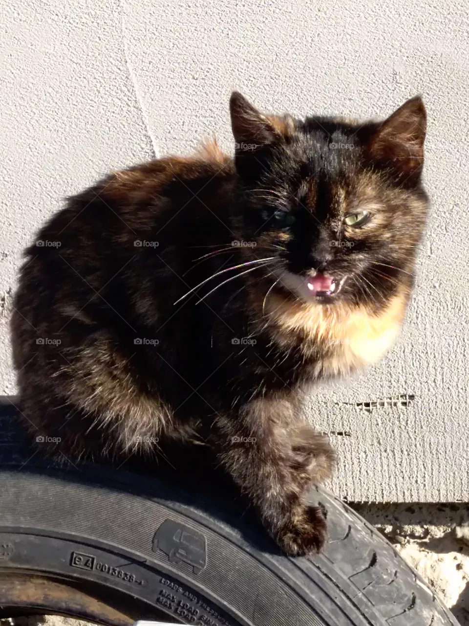 cat