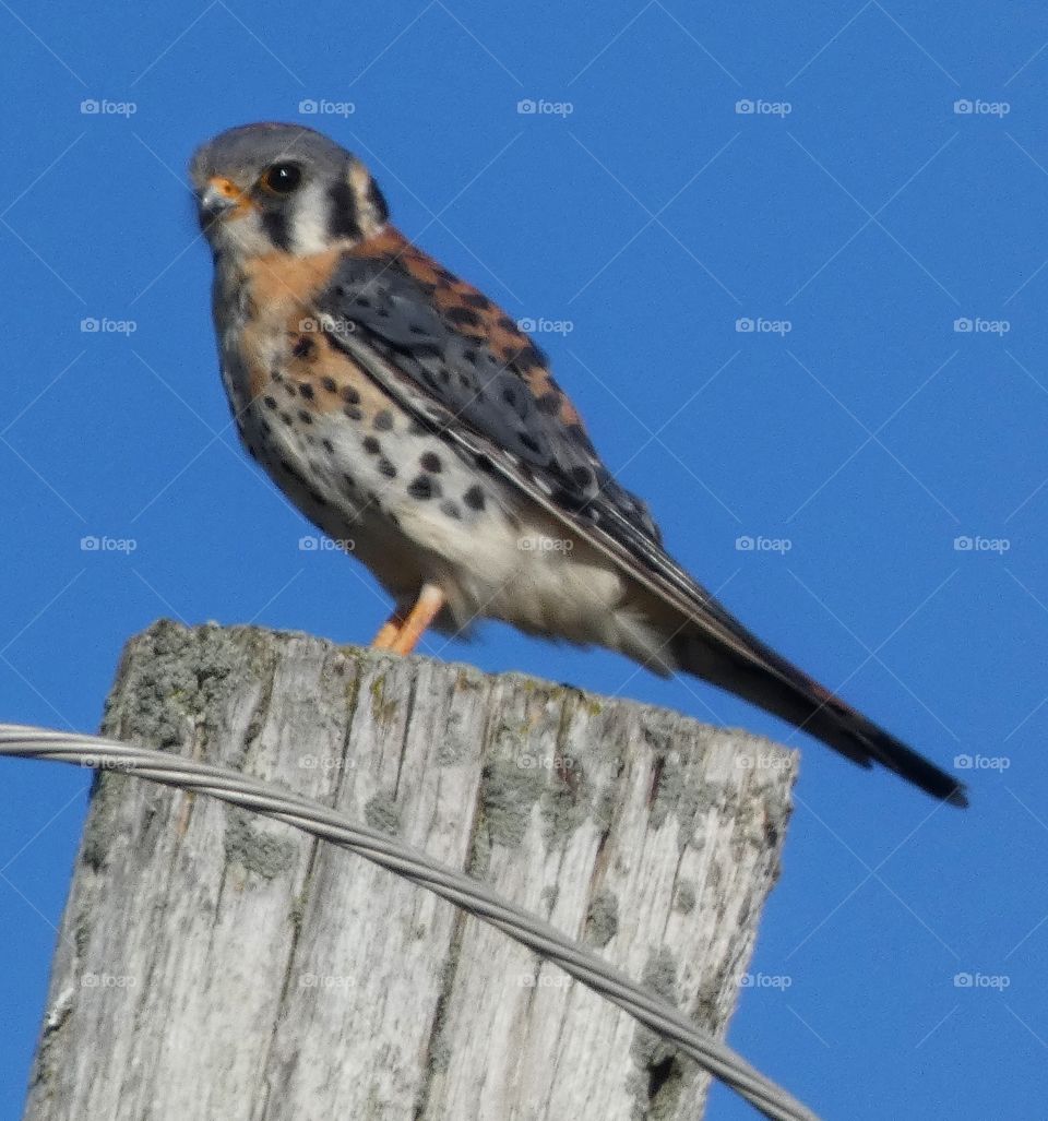 American kestrel