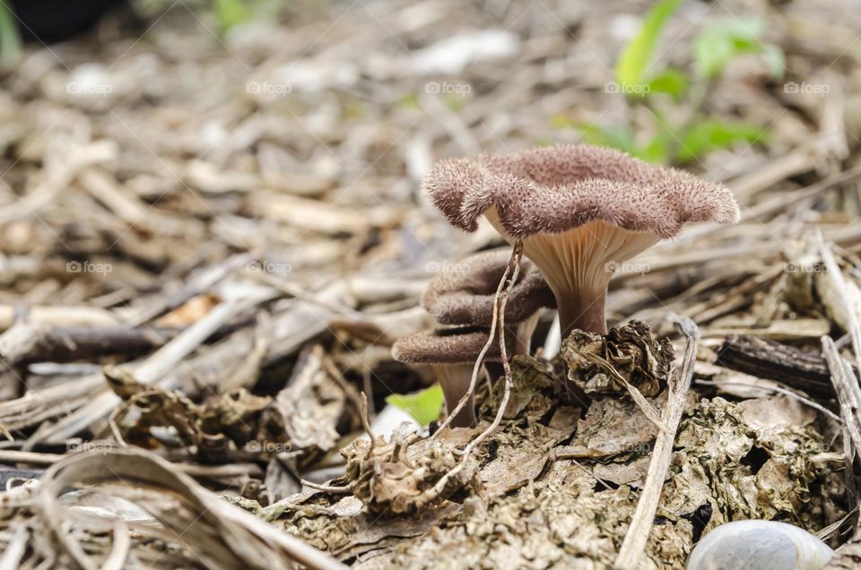 Oyster Mushroom Side View