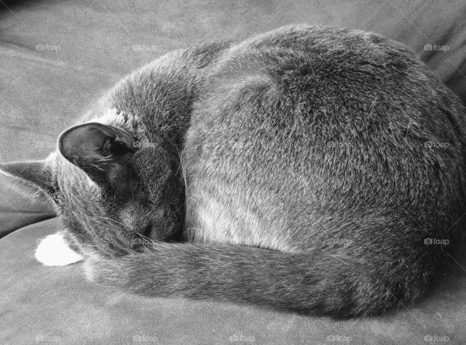 sleeping cat in black & white
