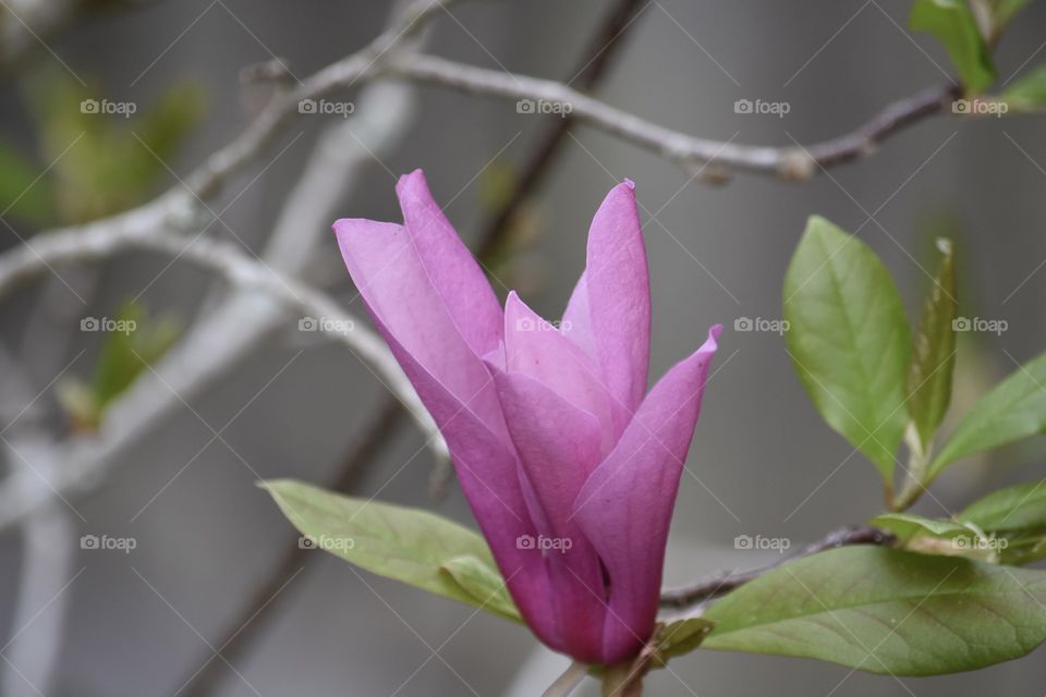 For the love of Magnolias