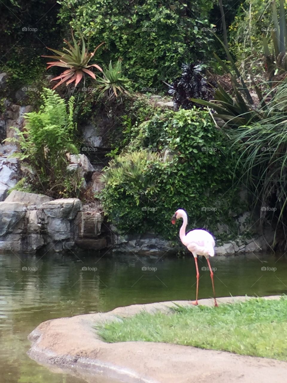 Flamingo 