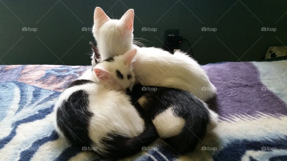 Stack o' Cats